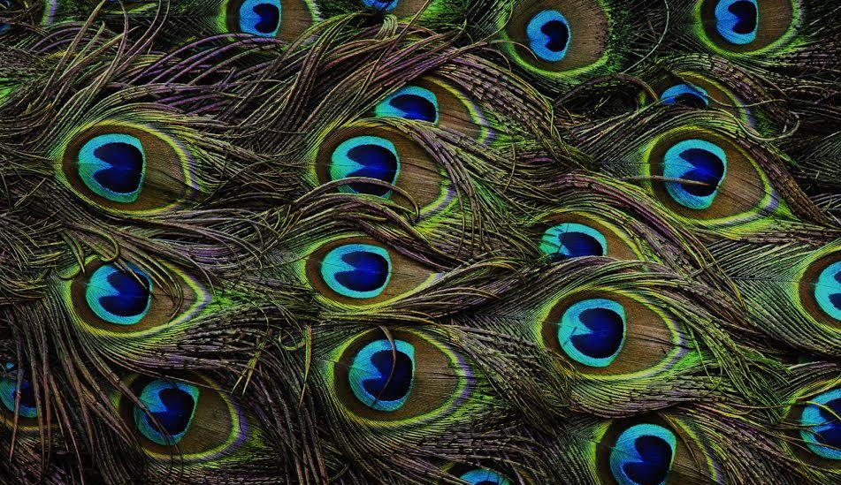 Plumes de paon aux reflets turquoise et verts, emblème d’Inspiring Evolution